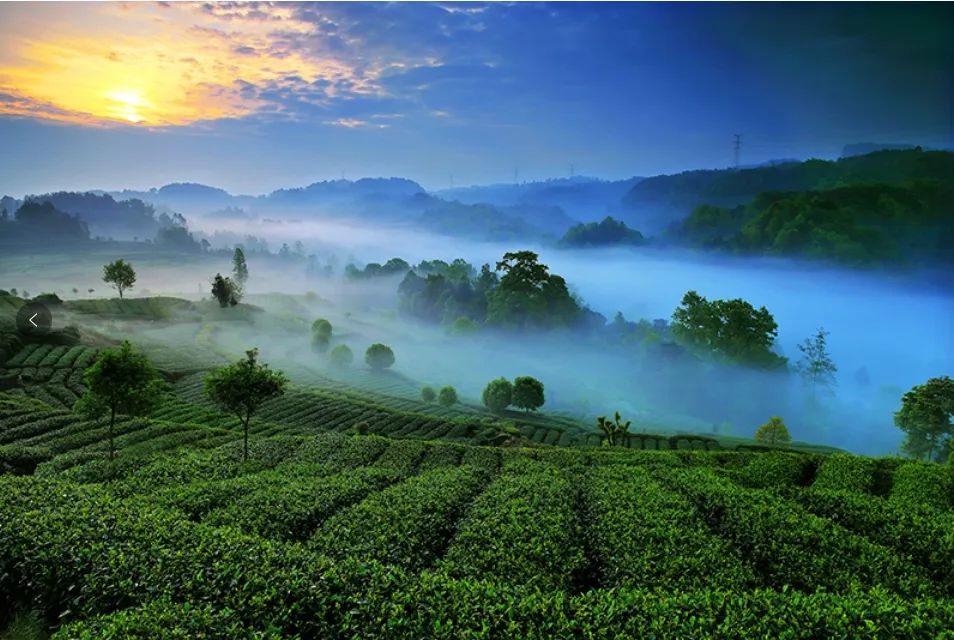克里克展柜案例之蒙頂山上茶 克里克展柜案例之蒙頂山上茶